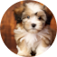 Havachon Puppy For Sale - Seaside Pups